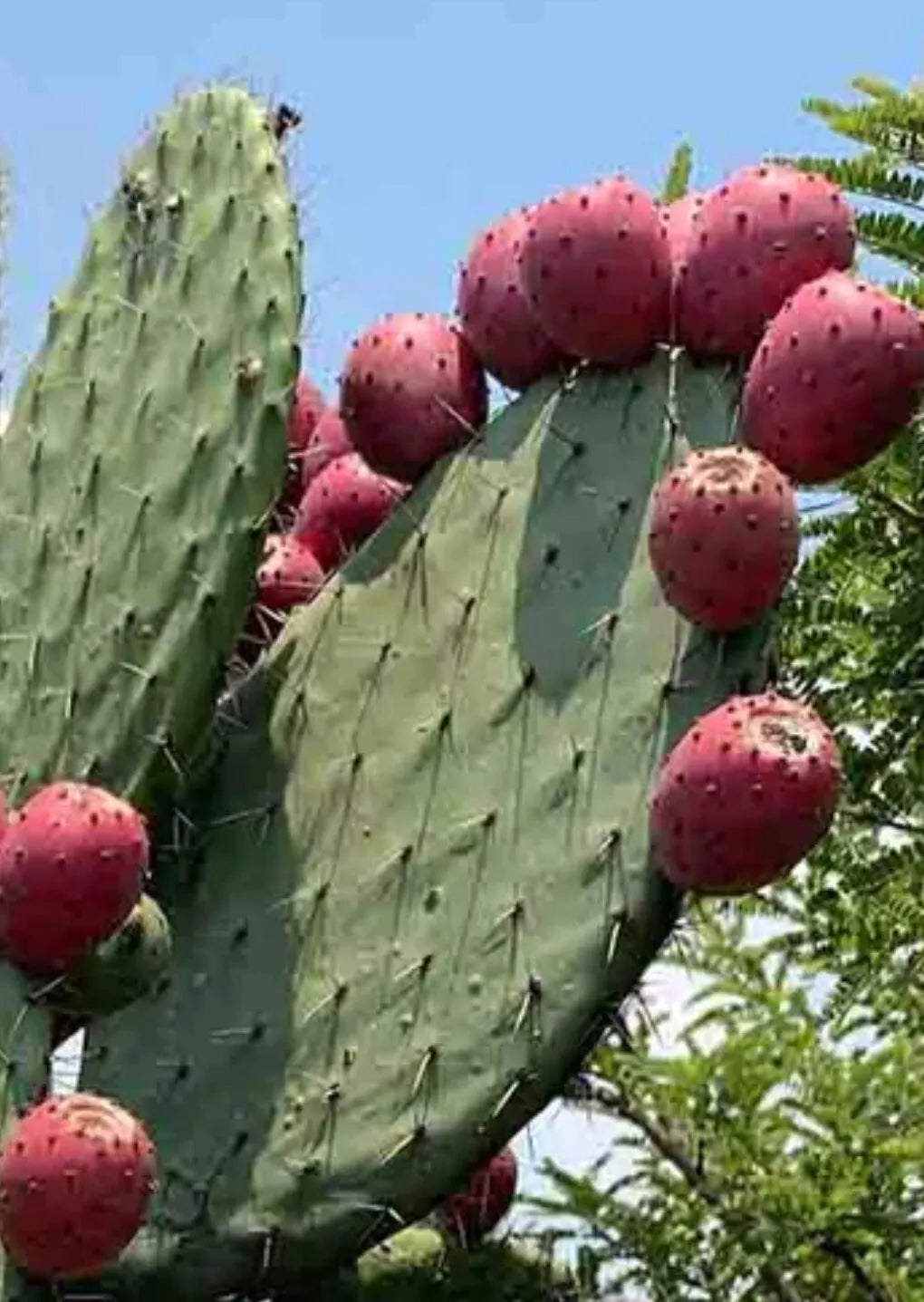 Red Prickly Pear Cactus Seeds - 20+ Seeds - Opuntia ficus-Indica - Perfect for Gardens and Containers