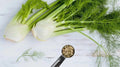 Fennel Herb Seeds - 15 Fresh Seeds for Planting - Foeniculum vulgare - Free USA Shipping