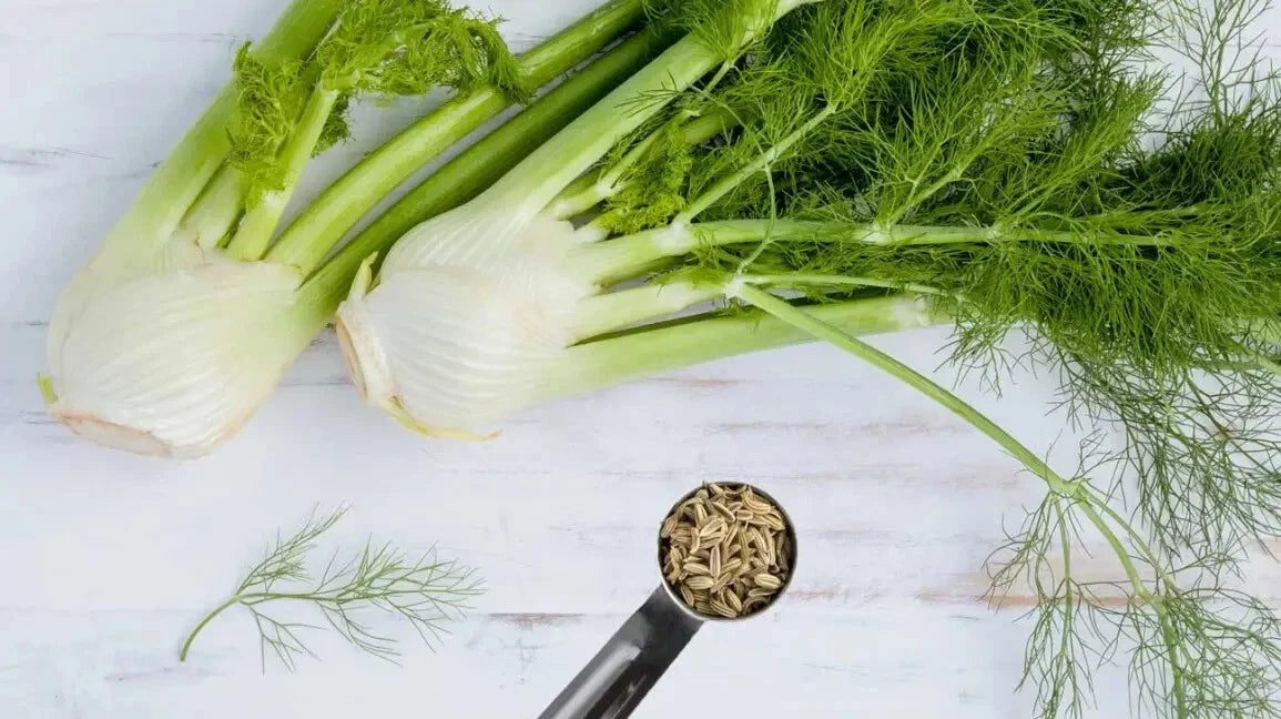 Fennel Herb Seeds - 15 Fresh Seeds for Planting - Foeniculum vulgare - Free USA Shipping