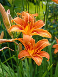 Orange Daylily Bare-root Plant - Hemerocallis, Hardy Perennial, Bright Orange Blooms, Low Maintenance, Pollinator Friendly
