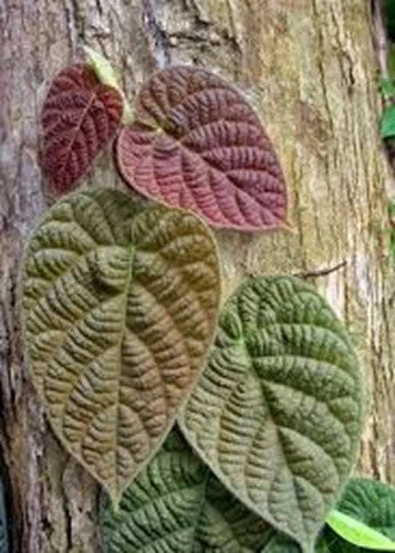 Ficus Villosa Cuttings - 3 Fresh Cuttings - Tropical Houseplant - Free Shipping