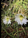 Queen of the Night Blooming Cactus Plant - Rooted Cereus Selenicereus Grandiflorus - Unique Night-Blooming Succulent Gift