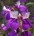 Collinsia Heterophylla Seeds - 2,000 Non-GMO Chinese Houses Seeds for Gardening - Free Shipping