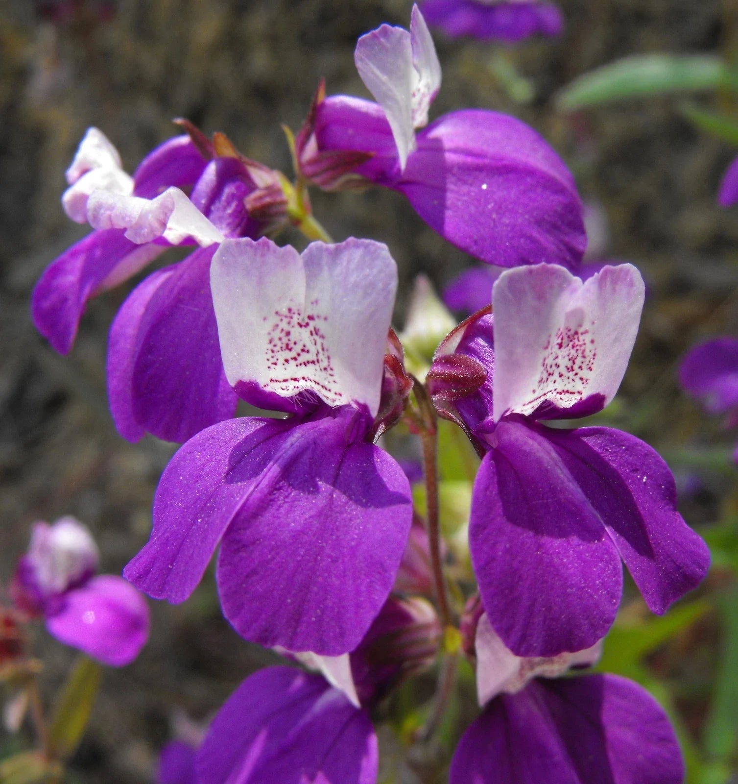 Collinsia Heterophylla Seeds - 2,000 Non-GMO Chinese Houses Seeds for Gardening - Free Shipping