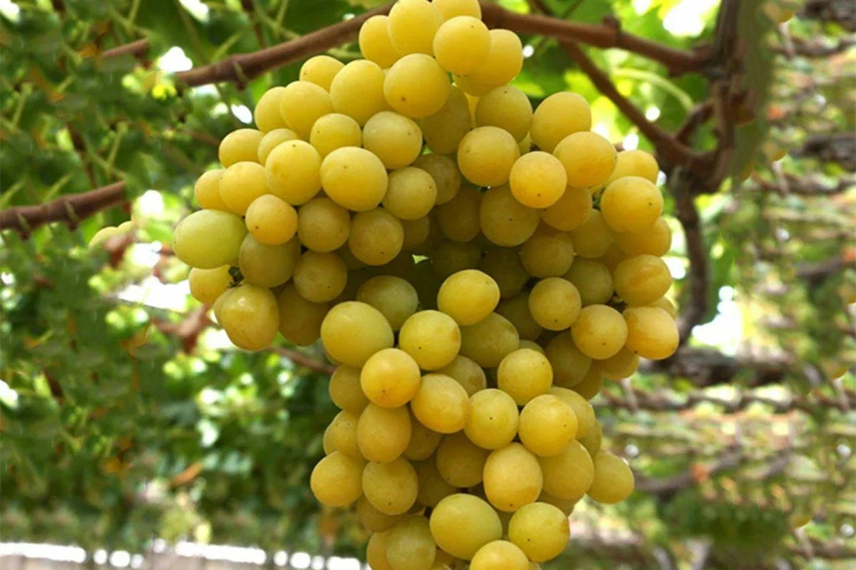 Cotton Candy Grape Cuttings - 4 Rooting or Grafting Cuttings - Easy to Root - Vitis vinifera