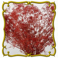 Fresh Deep Red Carmine Baby's Breath Seeds - 100 Pack - Gypsophila elegans - Free USA Shipping