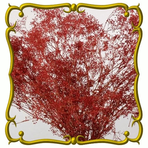 Fresh Deep Red Carmine Baby's Breath Seeds - 100 Pack - Gypsophila elegans - Free USA Shipping