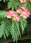 Silk Mimosa Tree Seedlings - 2 Pack, Fragrant Pink Flowers, Albizia Plants, Live Starter Plants