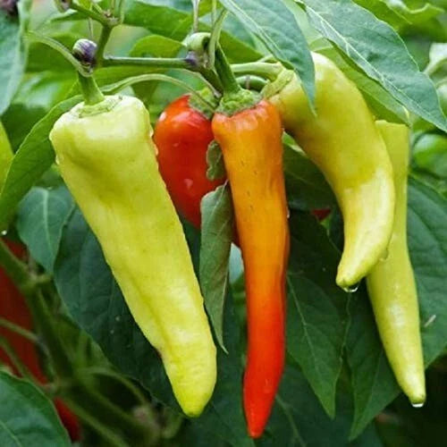 Sweet Banana Pepper Seeds - Non-GMO Fresh Garden Seeds - Capsicum annuum