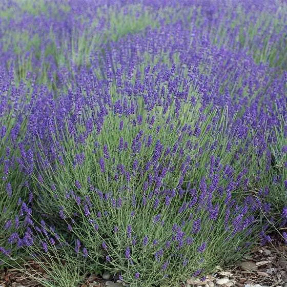 Lavender Seeds Bulk Pack 2000 Non-GMO Perennial Medicinal Varieties Lavandula angustifolia
