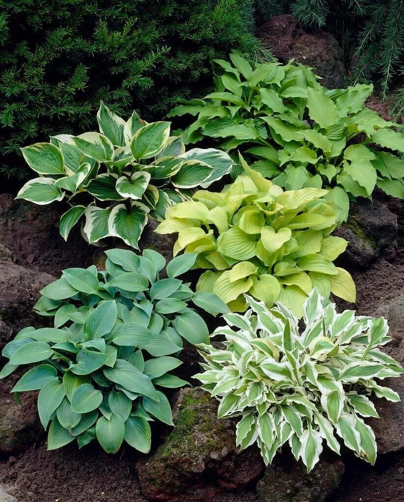 Mixed Hosta Plant Roots - 6 Root Set - Gardeners Mix - Hosta spp.