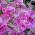 Pink Sundae Clary Sage Seeds - 30 Count - Easy to Grow Herb - Salvia sclarea