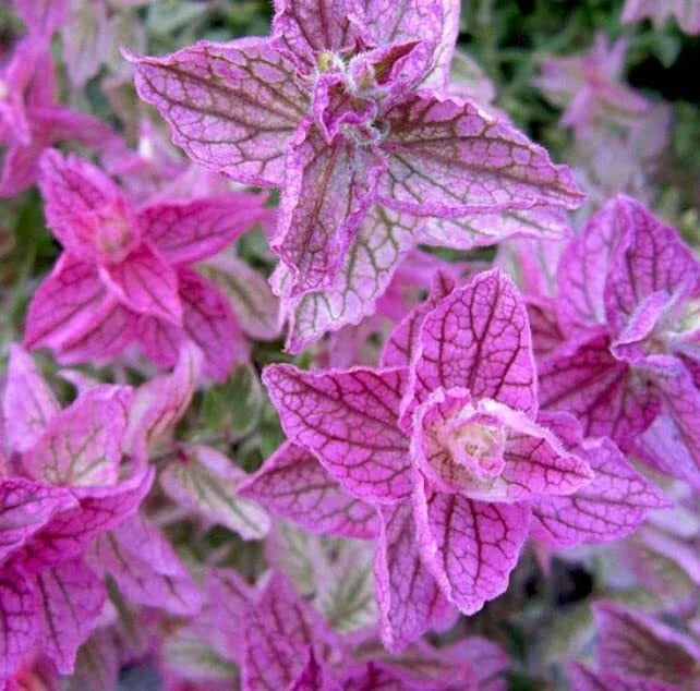 Pink Sundae Clary Sage Seeds - 30 Count - Easy to Grow Herb - Salvia sclarea
