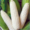Heirloom Vegetable Seeds - Trucker's Favorite White Corn - 25 Ct - NON-GMO, USA Grown