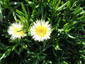 Ice Plant Cuttings 5 x 6'' Yellowish & White Ground Cover Succulents (Fresh Cuttings)