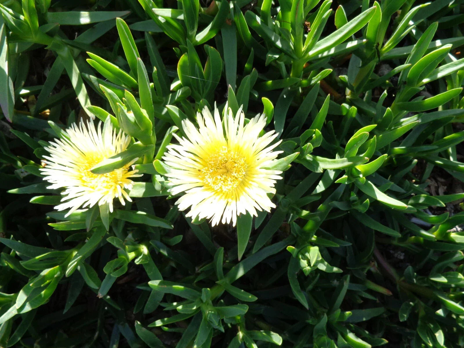 Ice Plant Cuttings 5 x 6'' Yellowish & White Ground Cover Succulents (Fresh Cuttings)