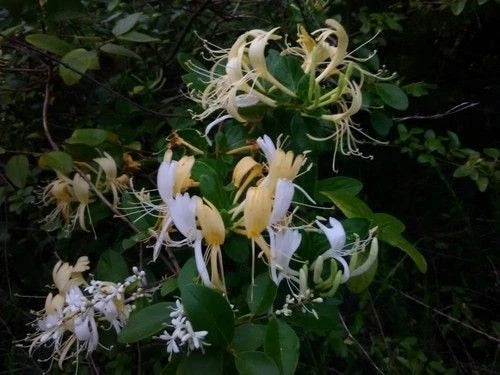Japanese Honeysuckle Vine 2 Live Rooted Plants Heirloom Southern Alabama Lonicera japonica Fragrant Blooms Fast-Growing