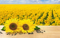 Black Oil Sunflower Seeds for Planting, 100 Count, Attract Birds, Helianthus annuus