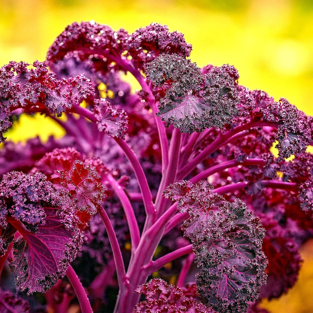 Red Borecole Kale Seeds - 600+ Heirloom Non-GMO Frilly Purple - Brassica oleracea