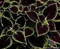 Coleus Seeds - 25+ Green Tipped Black Variety - Perfect for Garden Planting - Coleus blumei
