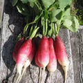 Radish Seeds 50+ Heirloom French Breakfast Non-GMO Raphanus sativus