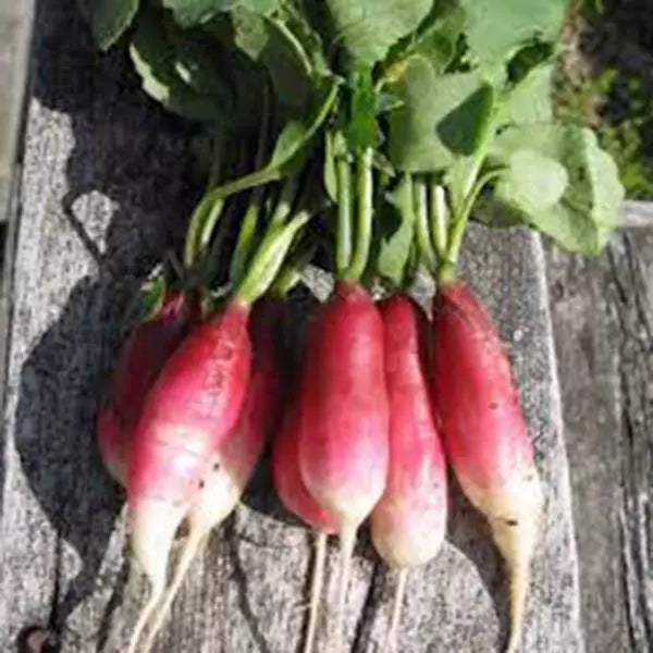 Radish Seeds 50+ Heirloom French Breakfast Non-GMO Raphanus sativus