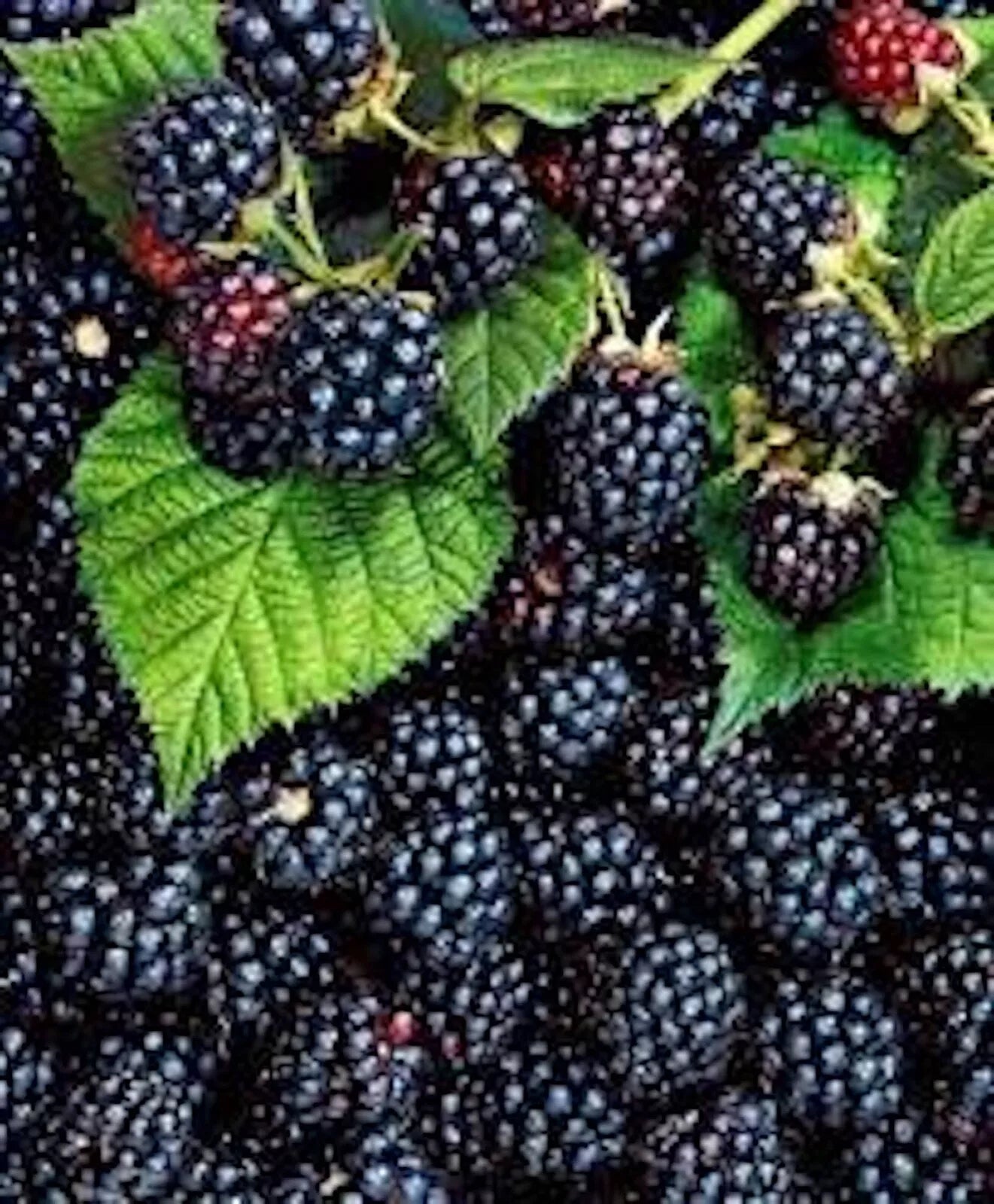 Triple Crown Blackberry Plant - Thornless Edible Fruit - Rubus fruticosus - Ships Bare Root, 3 Plants