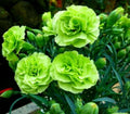 Bright Green Carnation Seeds - 100 Count - Dianthus Perennial Flower Seeds
