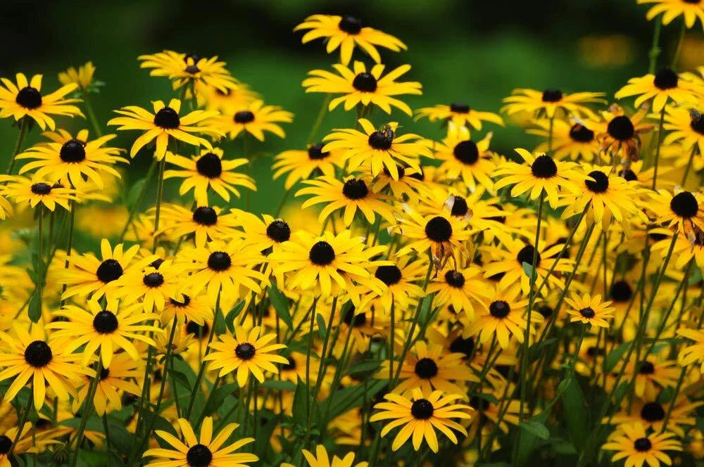 Black Eyed Susan Flower Seeds - 500+ Count - Perennial - Rudbeckia hirta - Made in USA