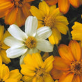 Starbright Mix Zinnia Seeds - 100+ Pack for Garden Planting - Zinnia elegans - USA