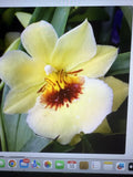 Orchid Plant - Rooted Bulb - Miltoniopsis Hawaiian Punch - Perfect for Indoor Gardens