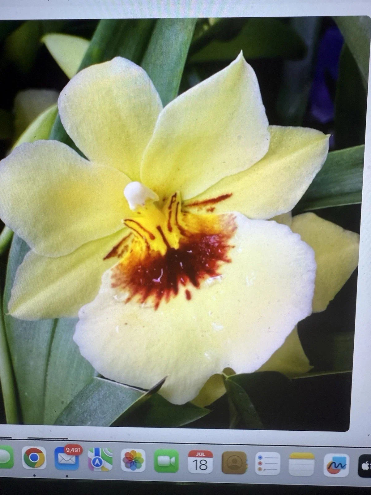 Orchid Plant - Rooted Bulb - Miltoniopsis Hawaiian Punch - Perfect for Indoor Gardens