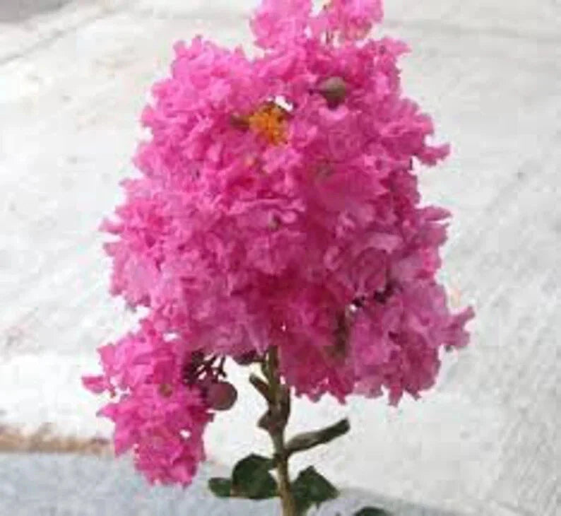 Pretty in Pink Cape Myrtle Seeds - 20 Perennial Flower Seeds - Lagerstroemia indica - Flowering Tree Seeds
