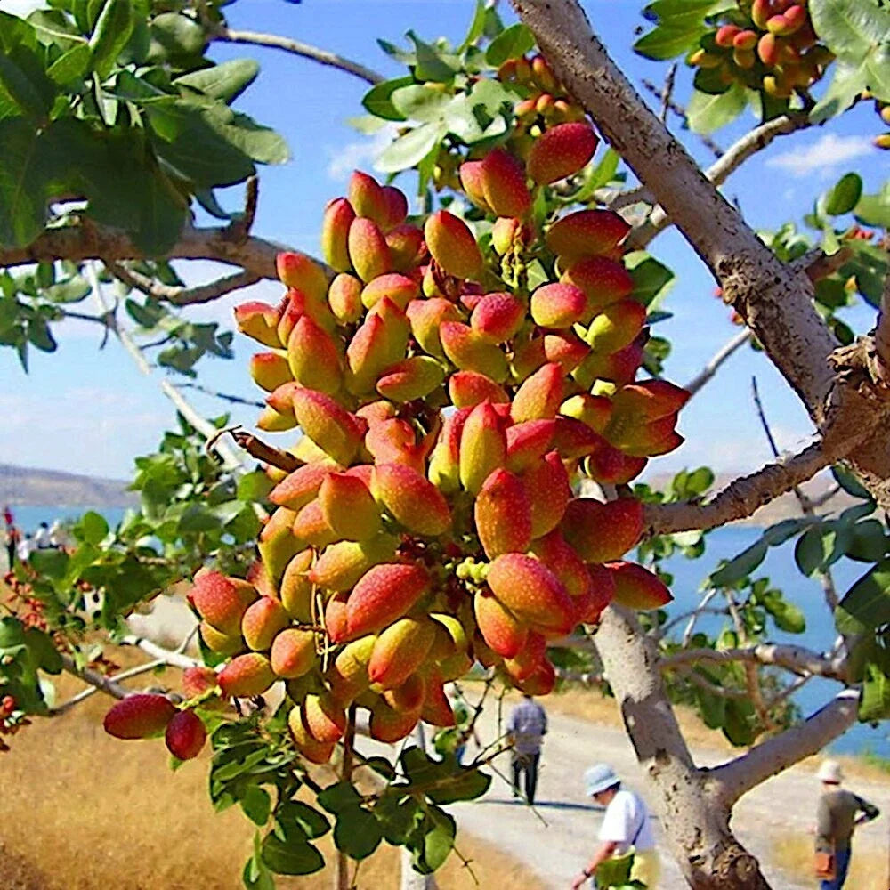 Pistachio Nut Tree Seeds - Hardy Zone 7 Edible Garden Plant - Pistacia vera