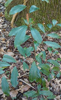 Carolina Cherry Laurel Plant 1 Live Evergreen Prunus caroliniana Wild-Dug Hardy Zones 7-10