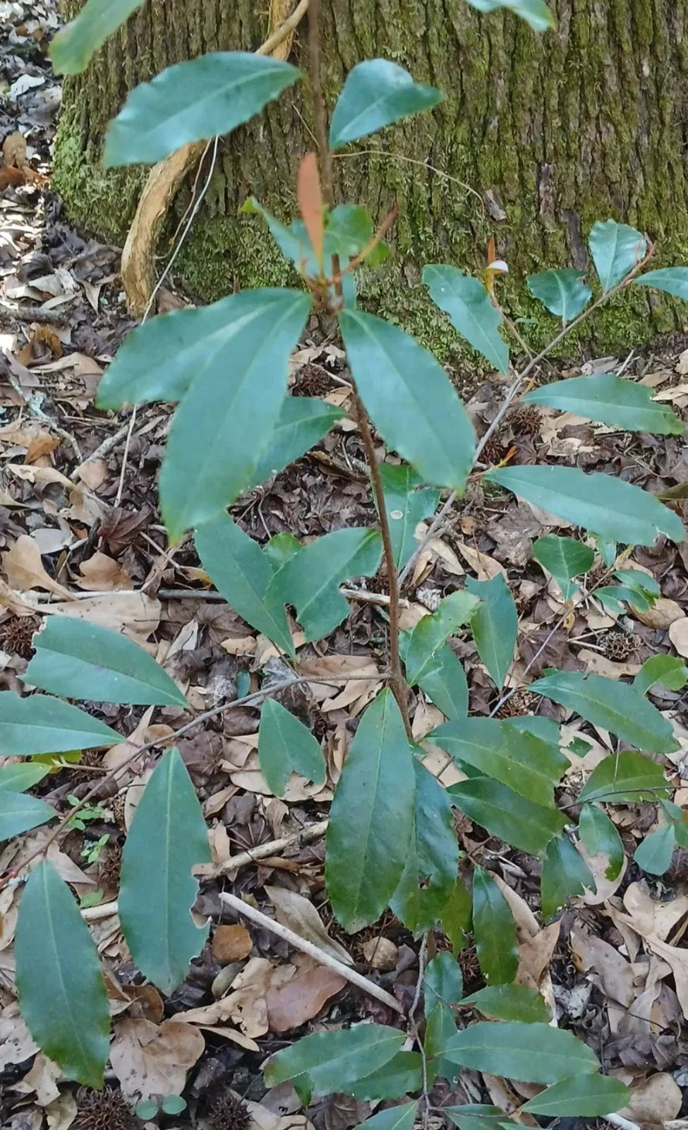 Carolina Cherry Laurel Plant 1 Live Evergreen Prunus caroliniana Wild-Dug Hardy Zones 7-10
