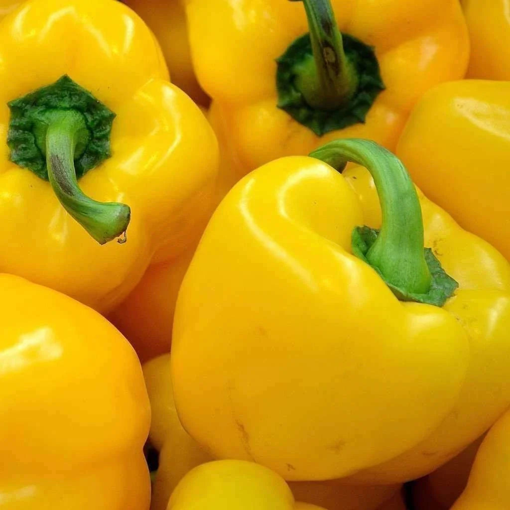 Sunbright Yellow Bell Pepper Seeds - NON-GMO Heirloom Vegetable Seeds - 25+ Pack - Capsicum annuum