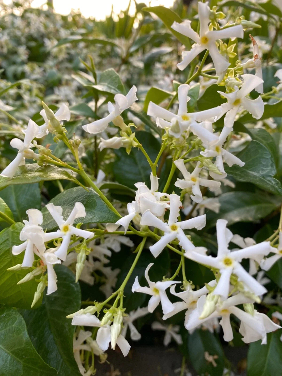 Fragrant Star Jasmine Cuttings - 7 Rooting/Grafting Cuttings - Trachelospermum jasminoides - Quick Shipping