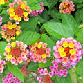Lantana Plugs 3-5" Cold-Hardy Pink Huff Groundcover Plant (Lantana 'Chapel Hill Pink Huff')