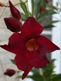 Red Mandevilla Vine Cuttings - 2 Pieces with Root Sprouts - Mandevilla sanderi