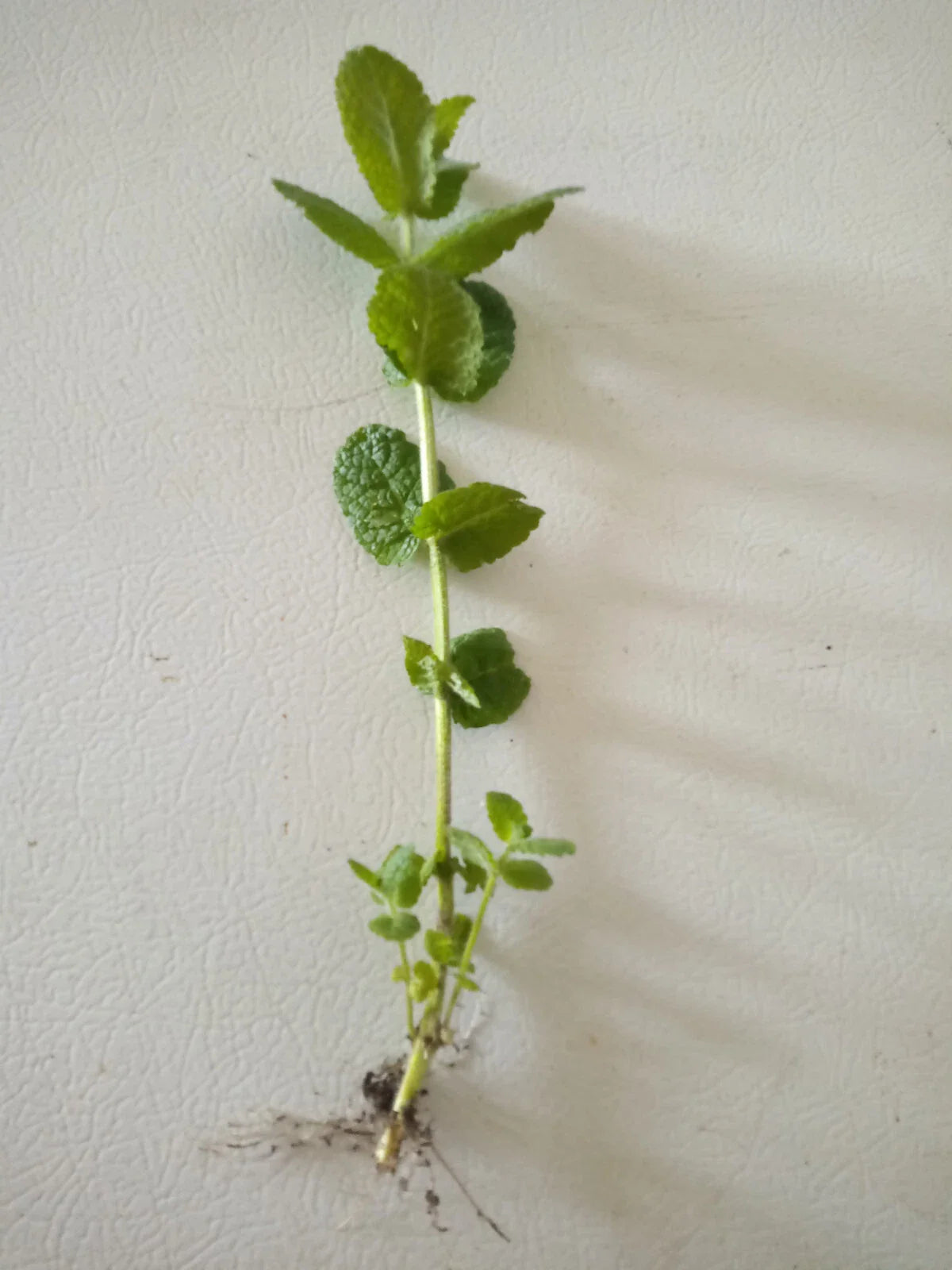 Apple Mint Cuttings - 5 Wooly Mint Plants Ready to Plant (Mentha suaveolens)