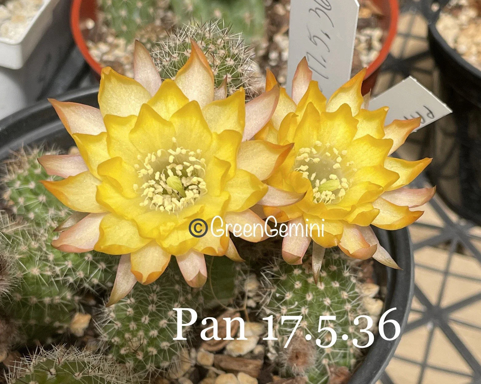 Peanut Cactus Plant 17.5" Rare Hybrid Chamaecereus Rooted Succulent