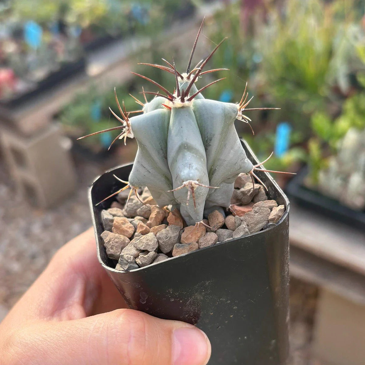 Echinocactus ingens - Live Rooted Cacti - Large Green Barrel Cactus - Easy Care Succulent Plant