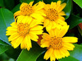 Live Rooted Vine Cuttings - 12 Pack Wedelia Trilobata - Perennial Crawling Flower, Ground Cover Plant