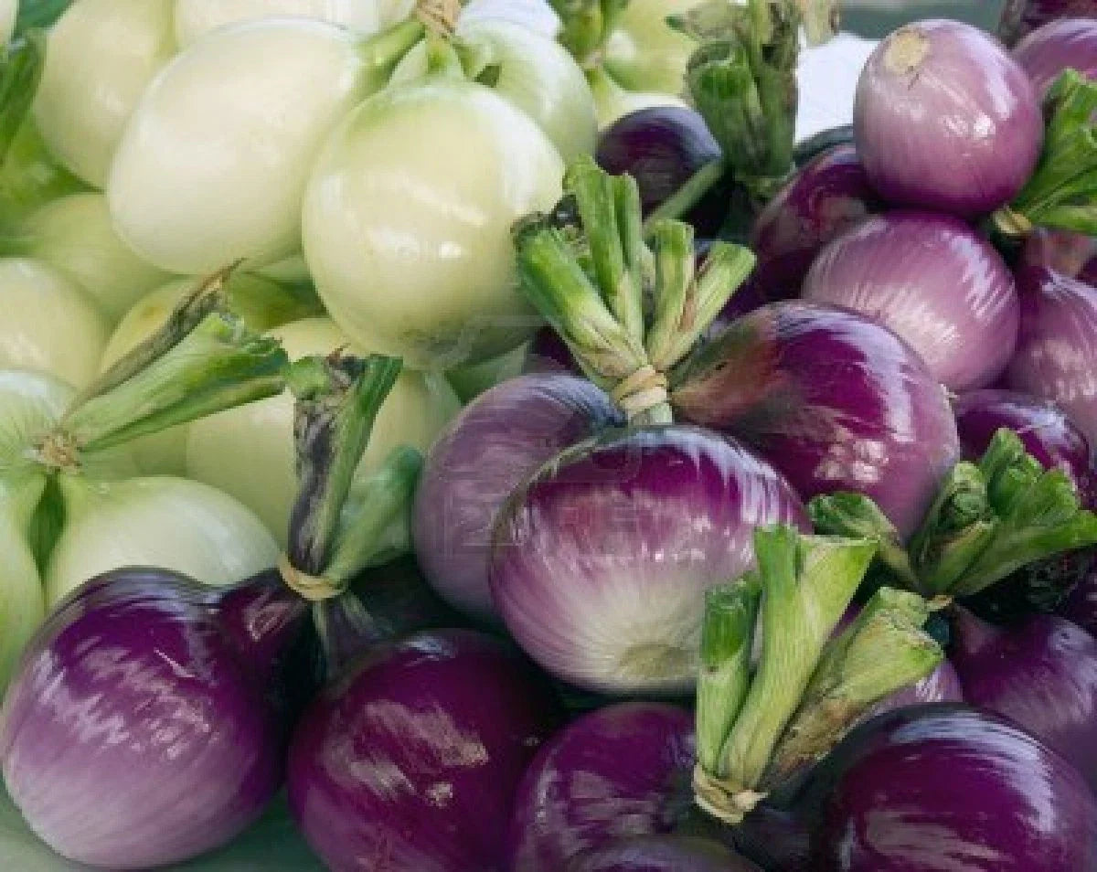 Purple Onion Seeds - 100 Seeds - Sweetest Variety - Allium cepa - Healthful Cooking Companion - Free Shipping