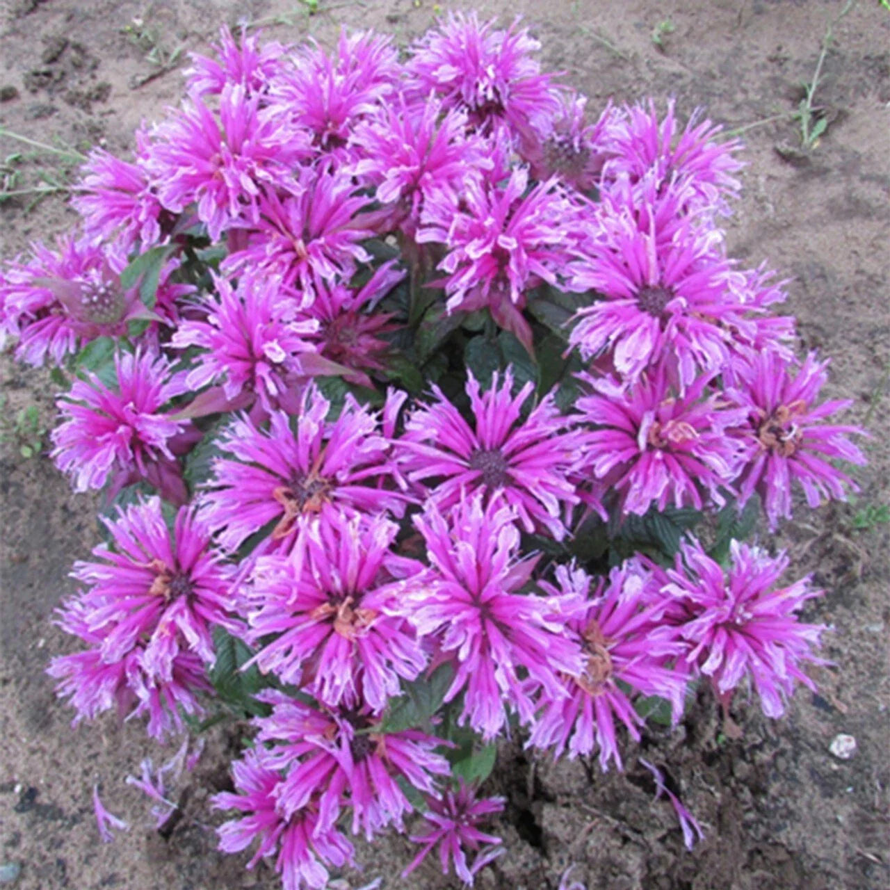 Orchid Bee Balm Seeds - 100 Flower Seeds for Hummingbirds - Monarda didyma - US 1321