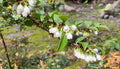 Evergreen Huckleberry Cuttings 6-Pack Edible Berries Native Plant Vaccinium Ovatum