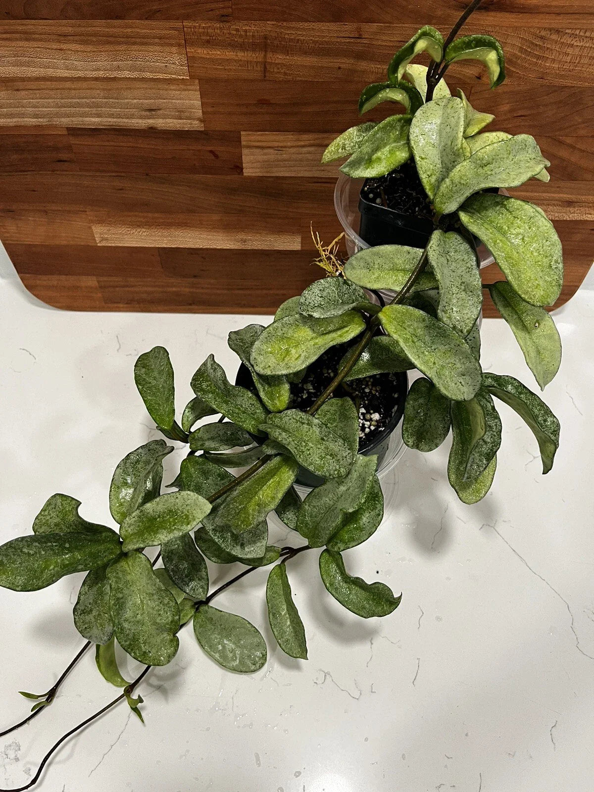 Hoya Carnosa 'Grey Ghost' Rooted Cutting, Rare Houseplant, Indoor Plant, Unique Foliage, Easy Care