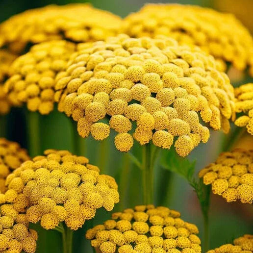 Gold Yarrow Seeds - Non-GMO Flower Seeds - Achillea millefolium - Bulk Pack for Garden Planting