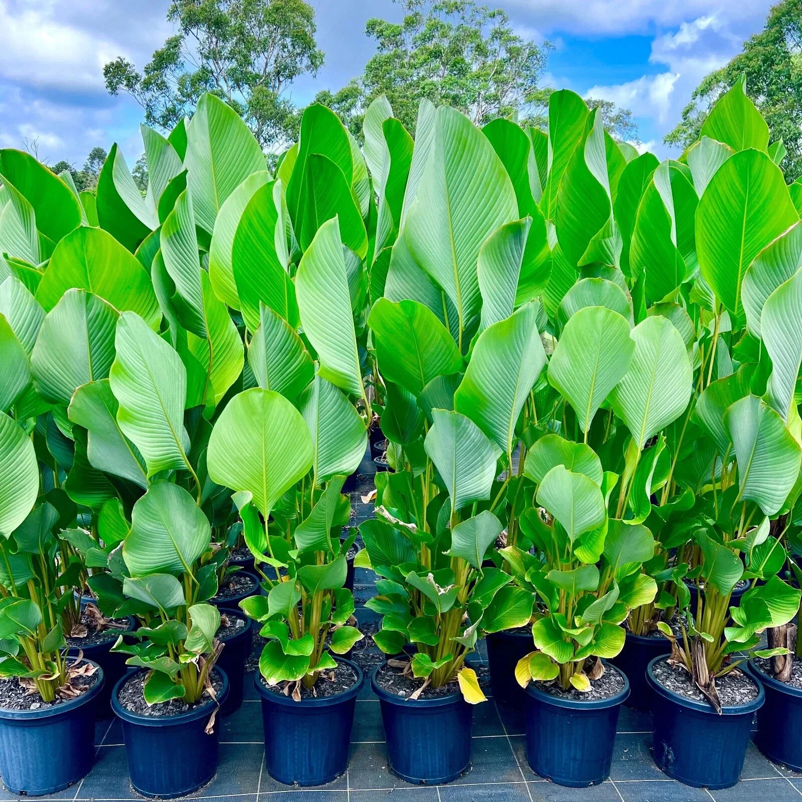 Cigar Calathea Seeds - 25+ Pack for Garden Planting - Calathea 'Cigar' - USA